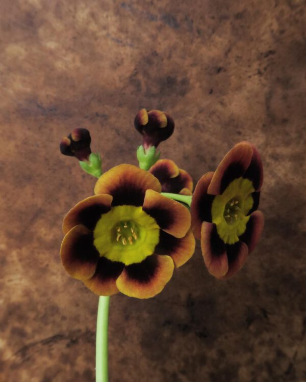 Auricula ‘Indian love call’ a ginger’s dream flower by swallowsanddamsons on thursd - Misfits that make your head spin