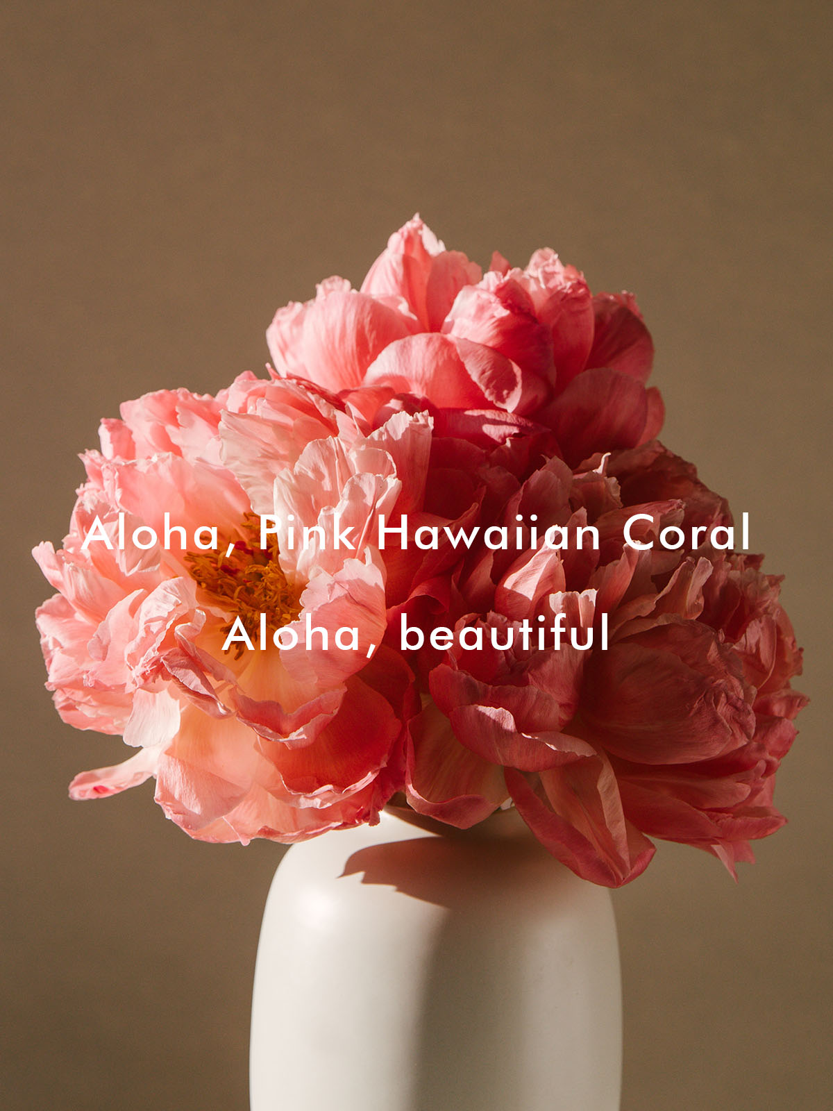 TOTF2021SE 13 My Peony Society 15 Pink Hawaiian Coral