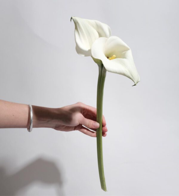 Double-headed Calla