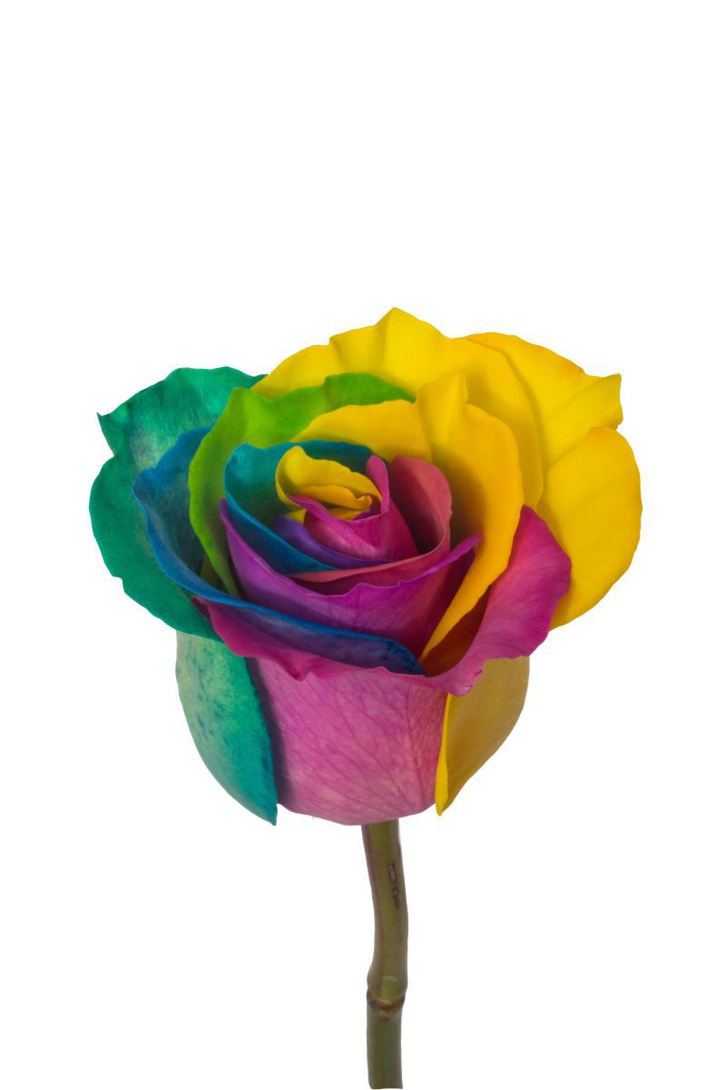 Tinted Rainbow Roses for Pride - prestige rose collection - rainbow rose - naranjo roses article on thursd