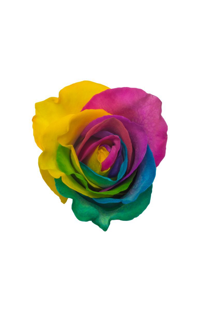 Tinted Rainbow Roses for Pride - prestige rose collection - rainbow rose from top - naranjo roses article on thursd