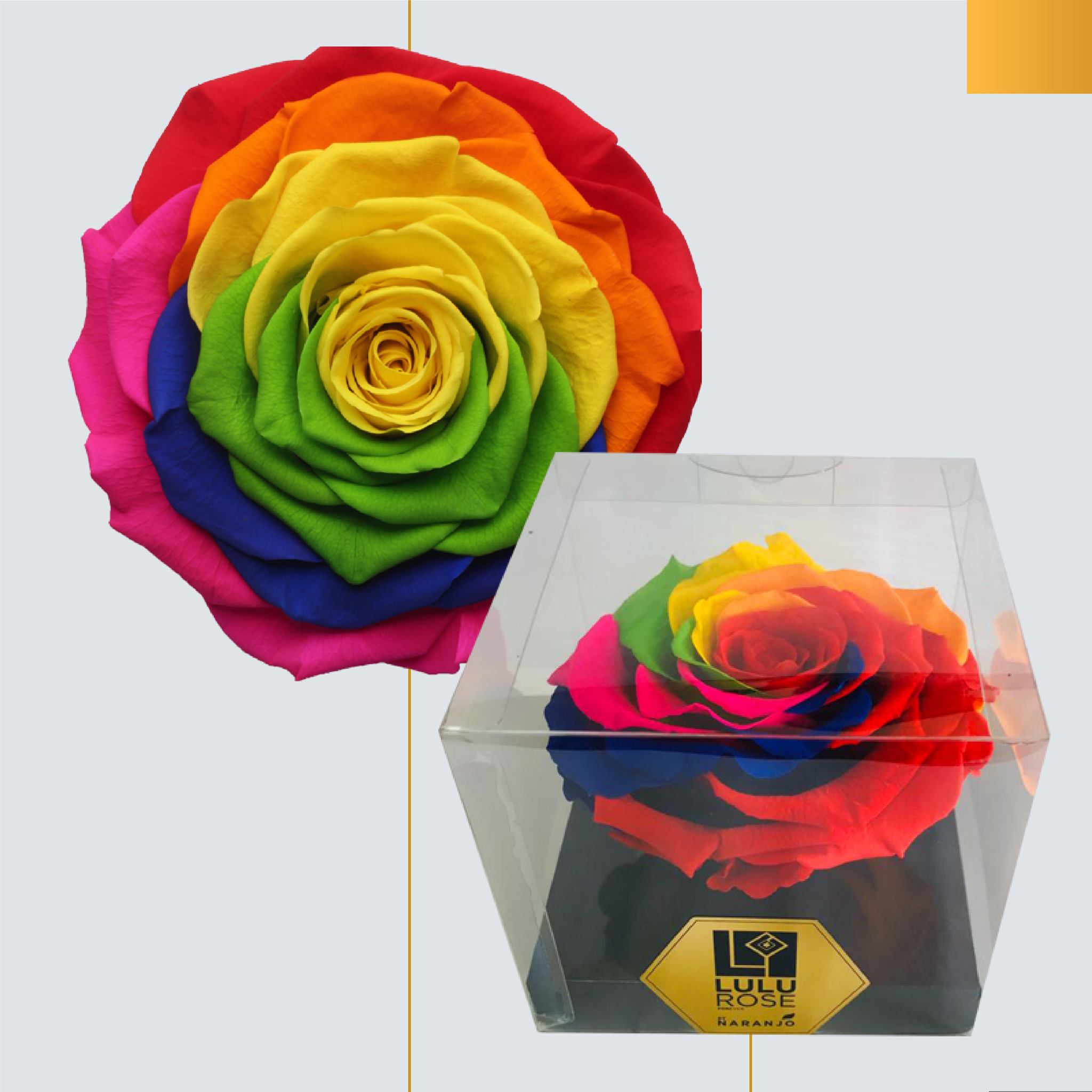 Tinted Rainbow Roses for Pride - prestige rose collection - rainbow rose - naranjo roses article on thursd
