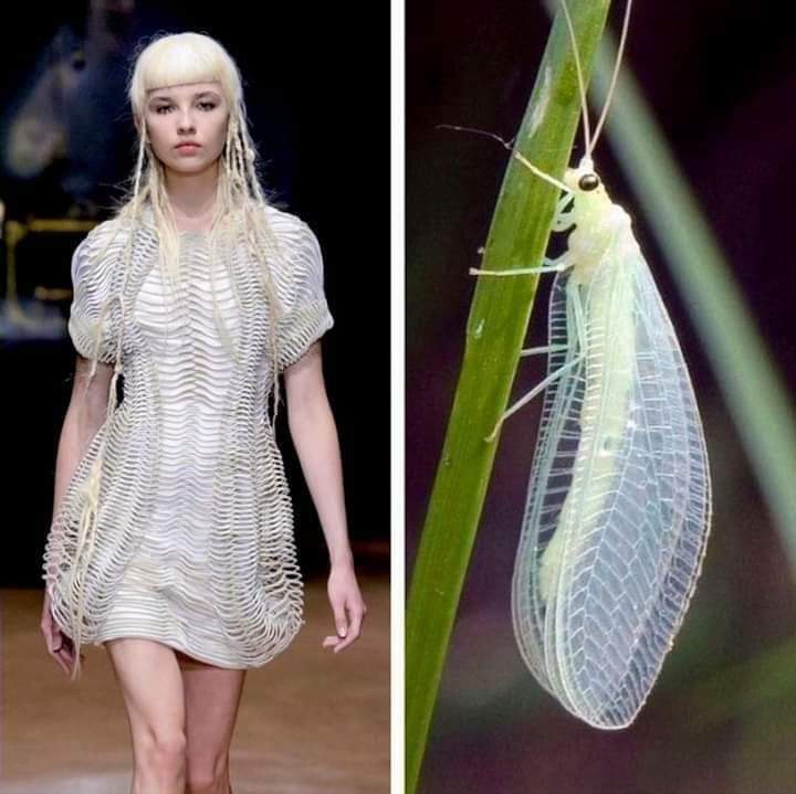 12 Best Insect Inspired Fashion and Floral Designs - inspiration 3 - W.C.A.F.A judges panel - article on thursd
