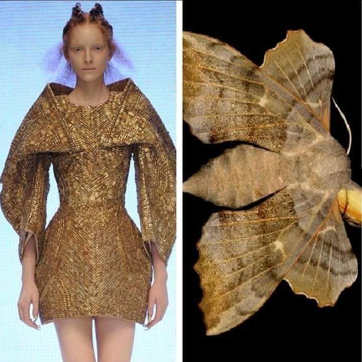 12 Best Insect Inspired Fashion and Floral Designs - inspiration 4 - W.C.A.F.A judges panel - article on thursd