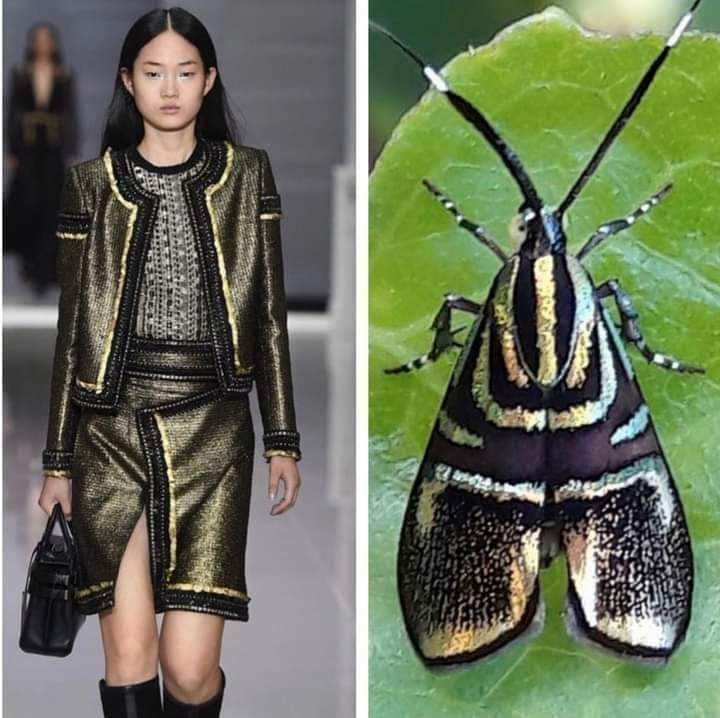 12 Best Insect Inspired Fashion and Floral Designs - inspiration 12 - W.C.A.F.A judges panel - article on thursd
