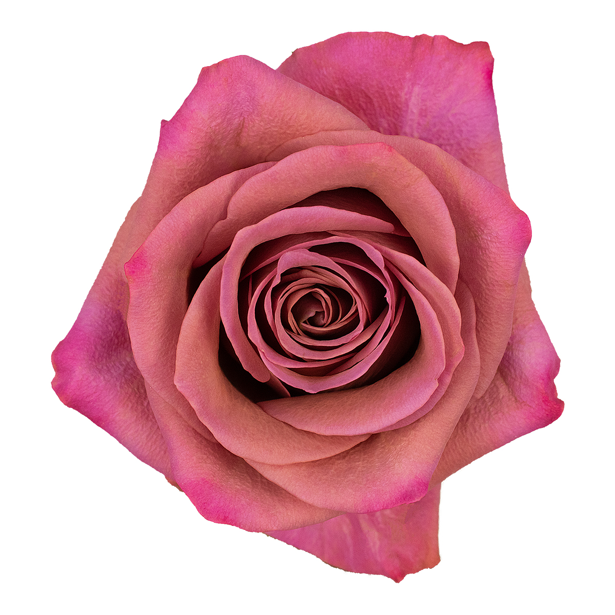 BARISTA rose - Florist Rose Paradise! - Decofresh TOTF2020 on Thursd