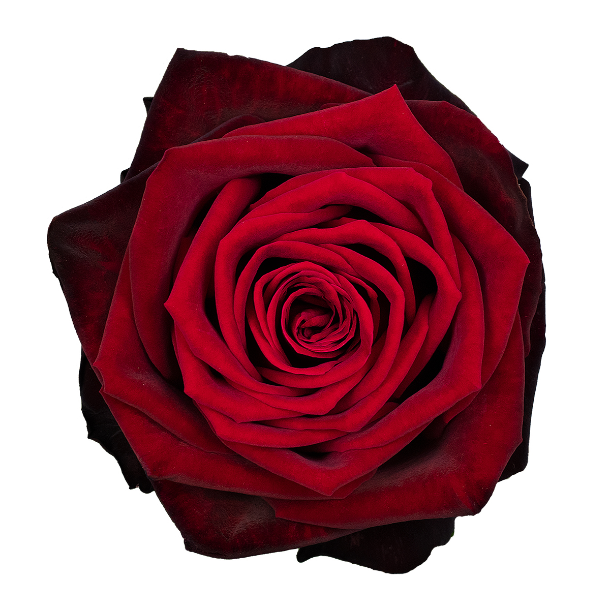 BLACK GOLD rose - Florist Rose Paradise! - Decofresh TOTF2020 on Thursd