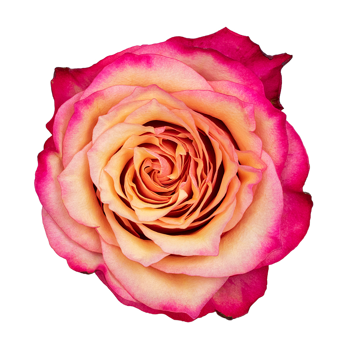 BOGART rose - Florist Rose Paradise! - Decofresh TOTF2020 on Thursd