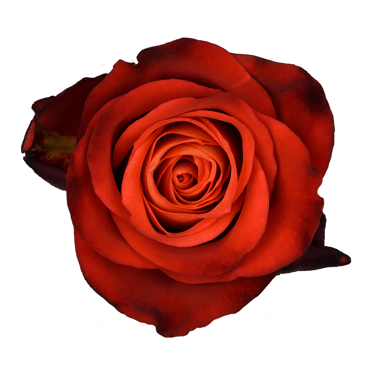 FIORELLA rose - Florist Rose Paradise! - Decofresh TOTF2020 on Thursd