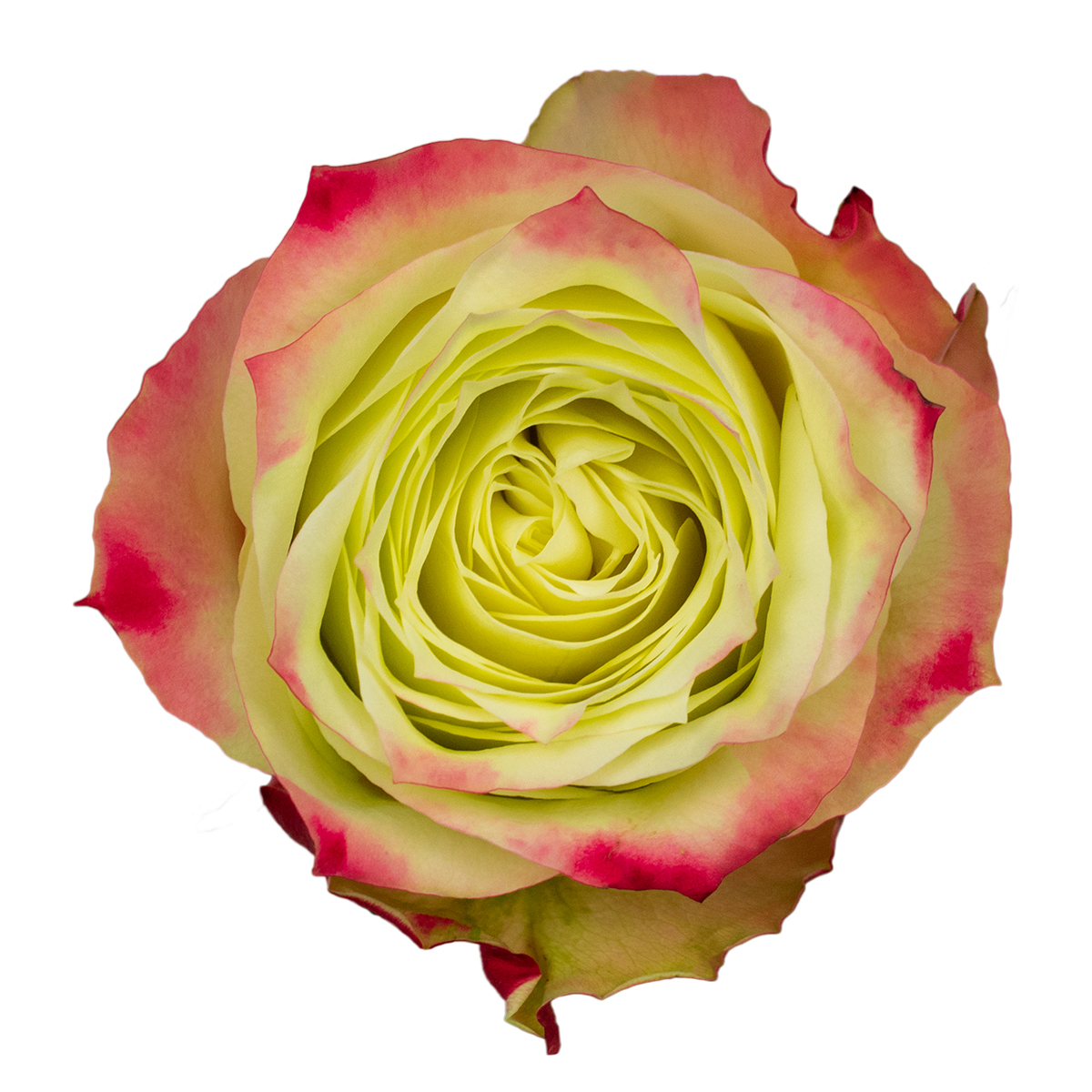 FAIRY QUEEN rose - Florist Rose Paradise! - Decofresh TOTF2020 on Thursd