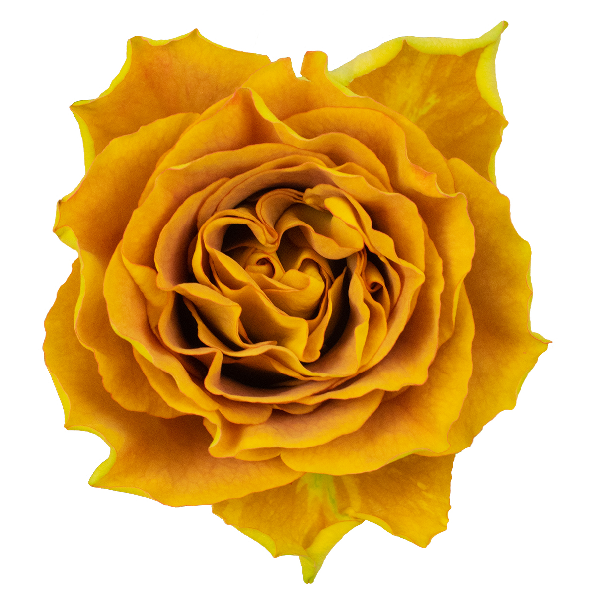 HEART OF GOLD rose - Florist Rose Paradise! - Decofresh TOTF2020 on Thursd