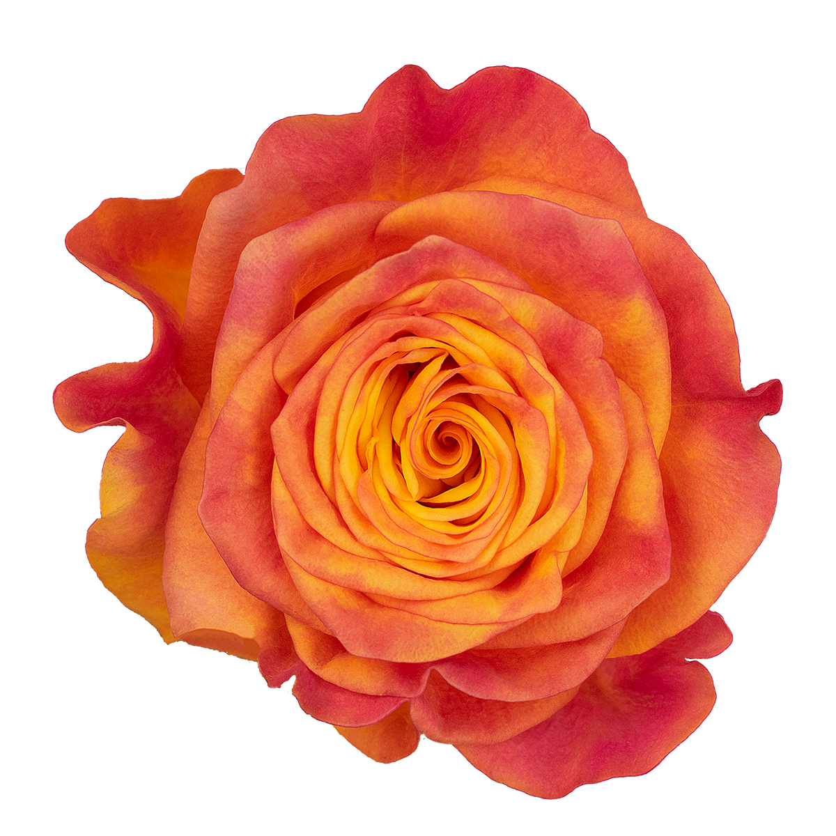 NEW HORIZON rose - Florist Rose Paradise! - Decofresh TOTF2020 on Thursd