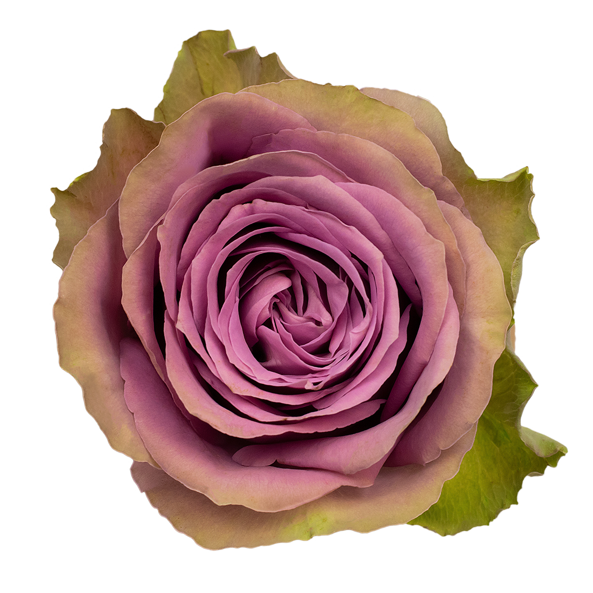 TIARA rose - Florist Rose Paradise! - Decofresh TOTF2020 on Thursd