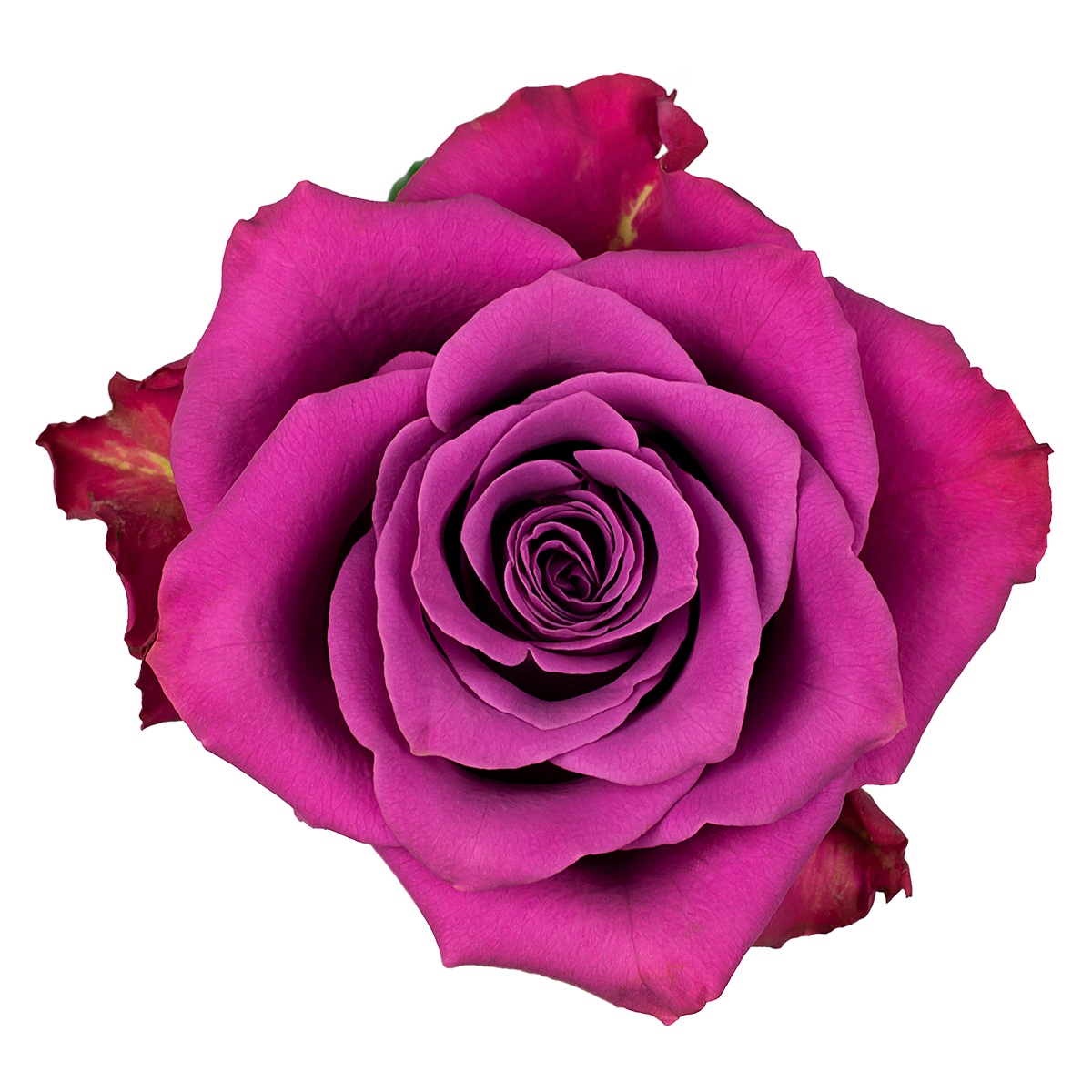 ASCOT rose - Florist Rose Paradise! - Decofresh TOTF2020 on Thursd