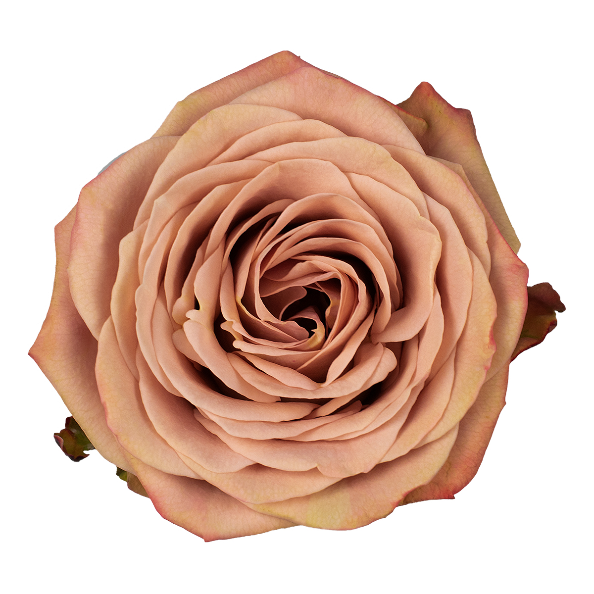 CAPPUCCINO rose - Florist Rose Paradise! - Decofresh TOTF2020 on Thursd