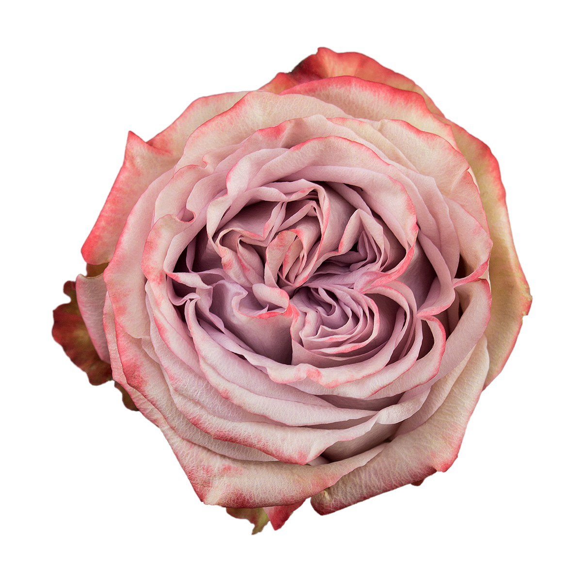 LILAC WONDER rose - Florist Rose Paradise! - Decofresh TOTF2020 on Thursd