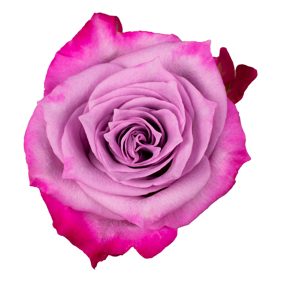 DEEP PURPLE rose - Florist Rose Paradise! - Decofresh TOTF2020 on Thursd