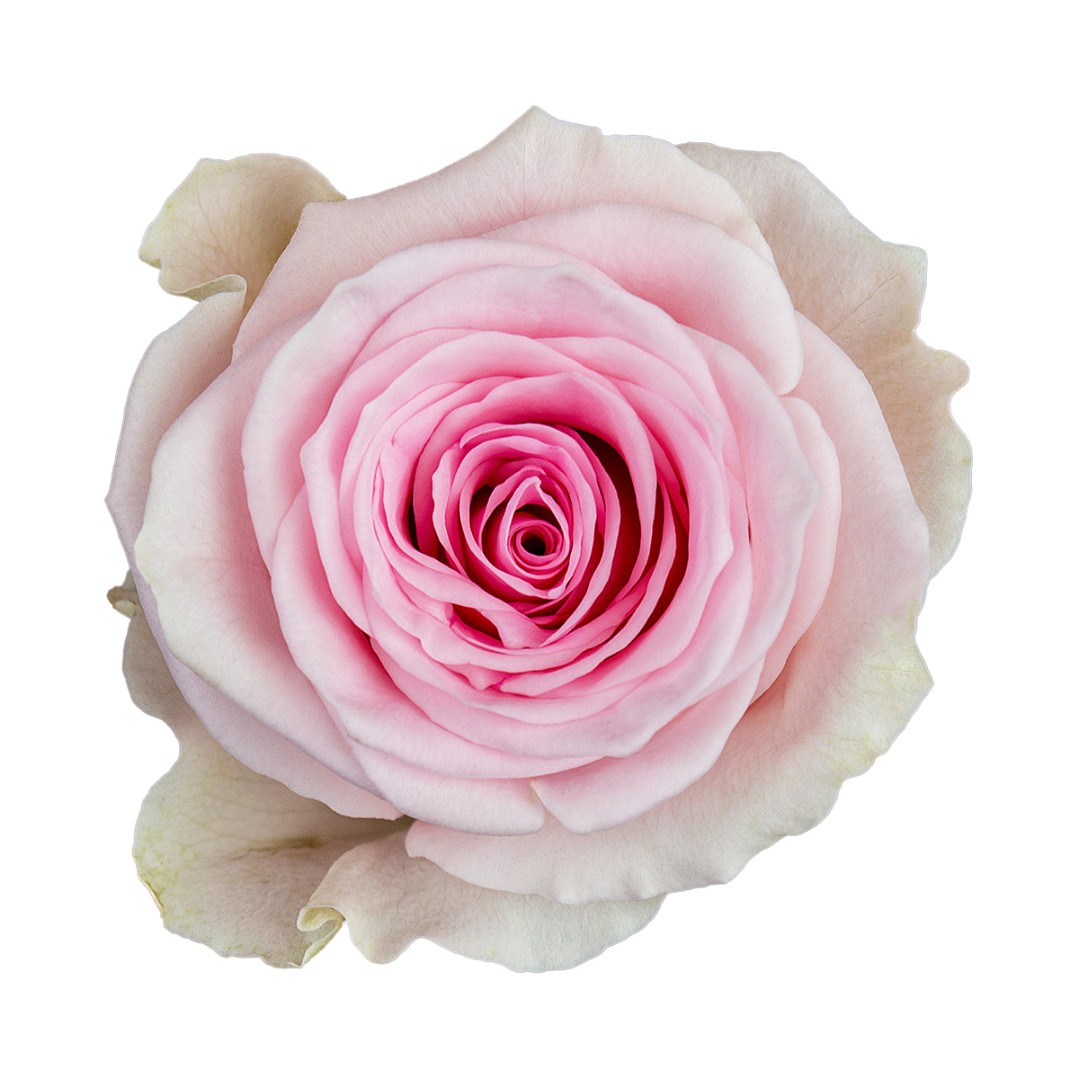 DUCHESSE rose - Florist Rose Paradise! - Decofresh TOTF2020 on Thursd