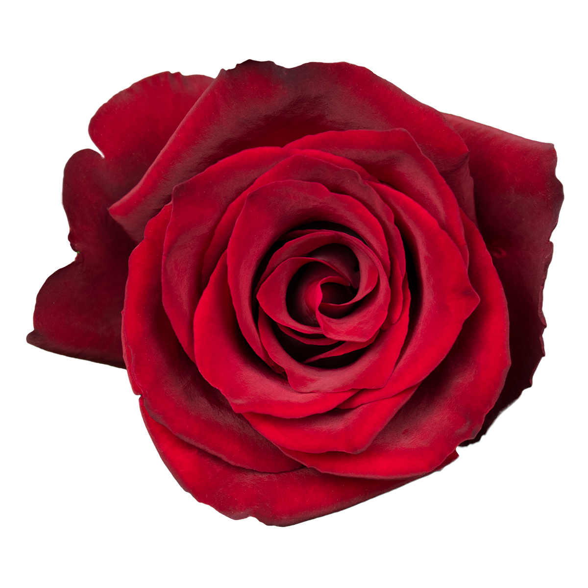 EVER RED rose - Florist Rose Paradise! - Decofresh TOTF2020 on Thursd