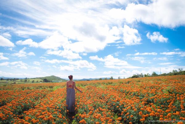 Indian Road Trip - on Thursd. Fields of flowers