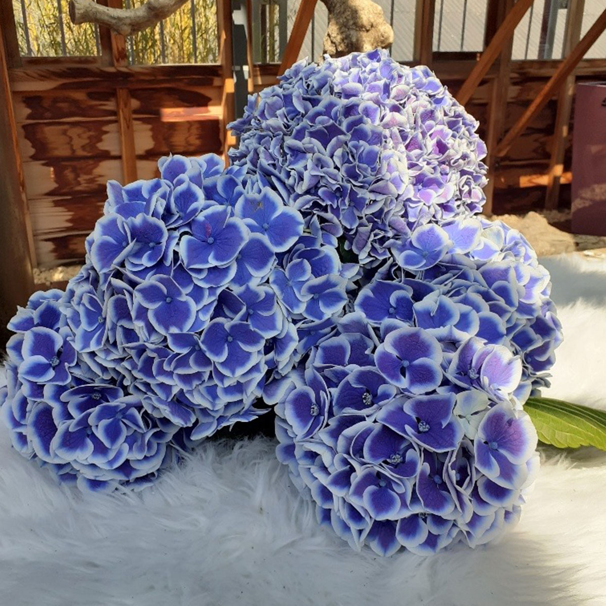 Discover These 2021 Hydrangea Newcomers 41 Dali