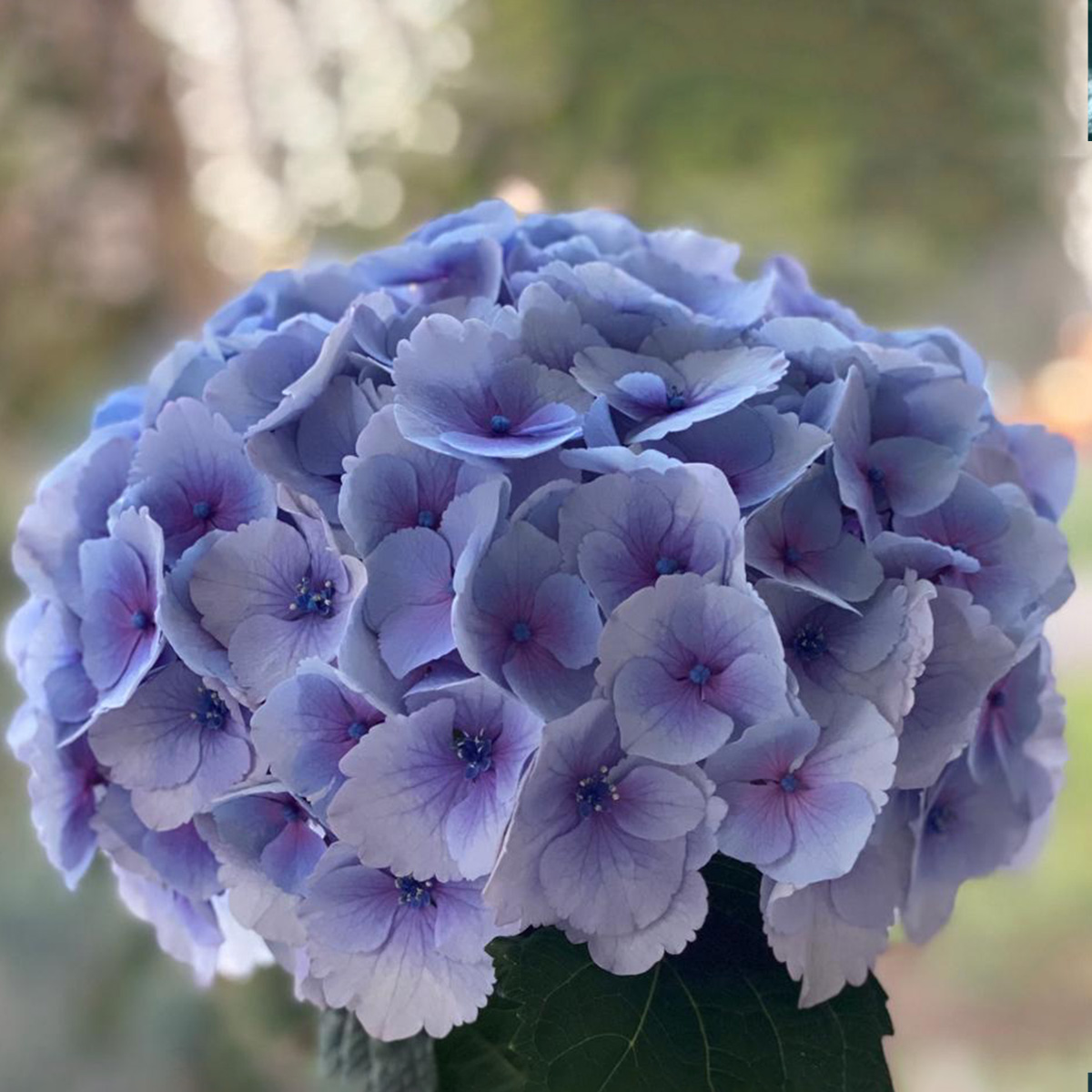 Discover These 2021 Hydrangea Newcomers 11 My Beautiful Vienna