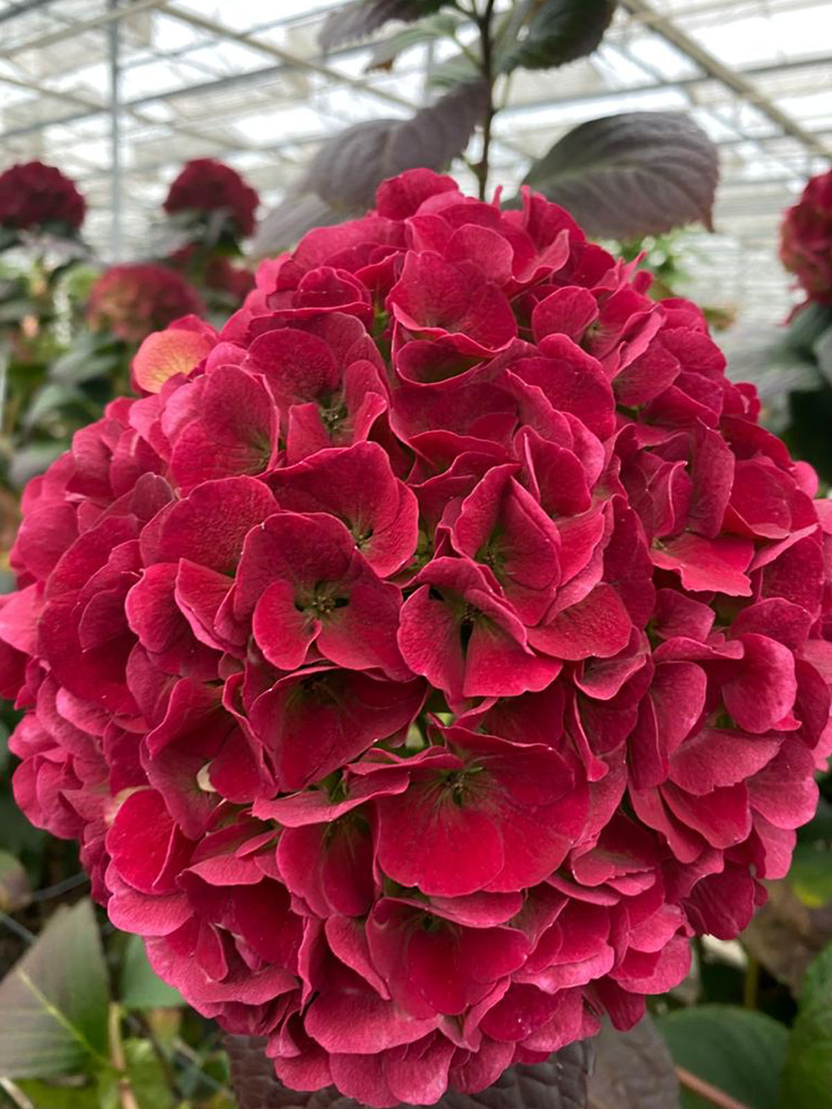 Discover These 2021 Hydrangea Newcomers 13 My Beautiful Vienna
