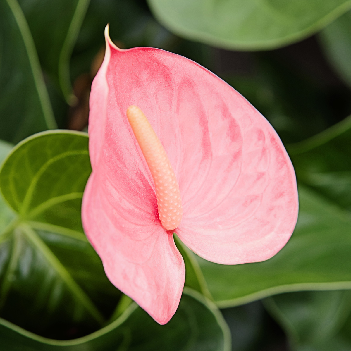 These Are Decorum's Most Bright and Colorful Flowers 22 Anthurium