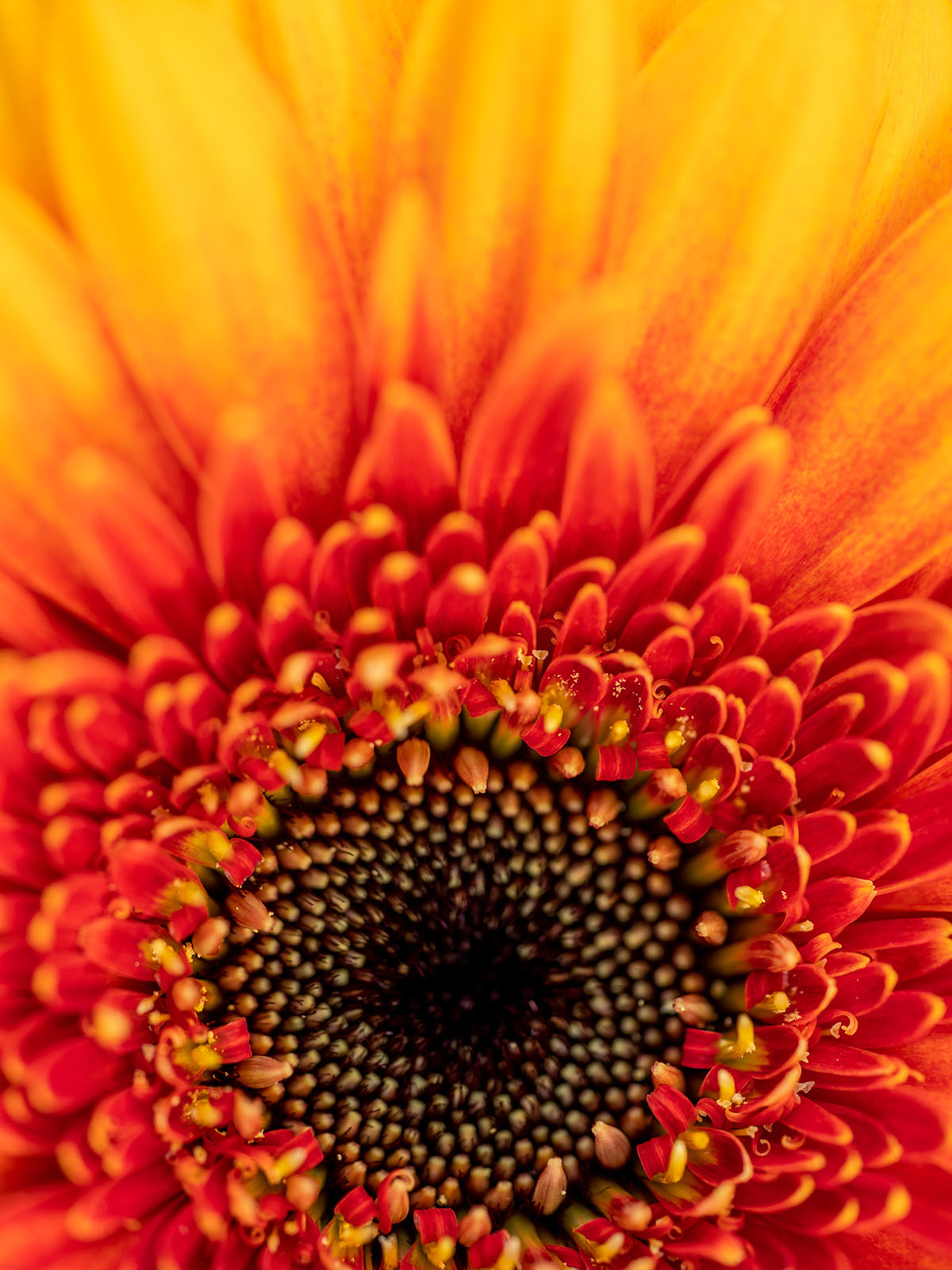These Are Decorum's Most Bright and Colorful Flowers 32 Gerbera