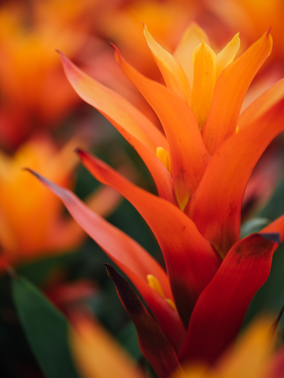 These Are Decorum's Most Bright and Colorful Flowers 41 Bromeliad