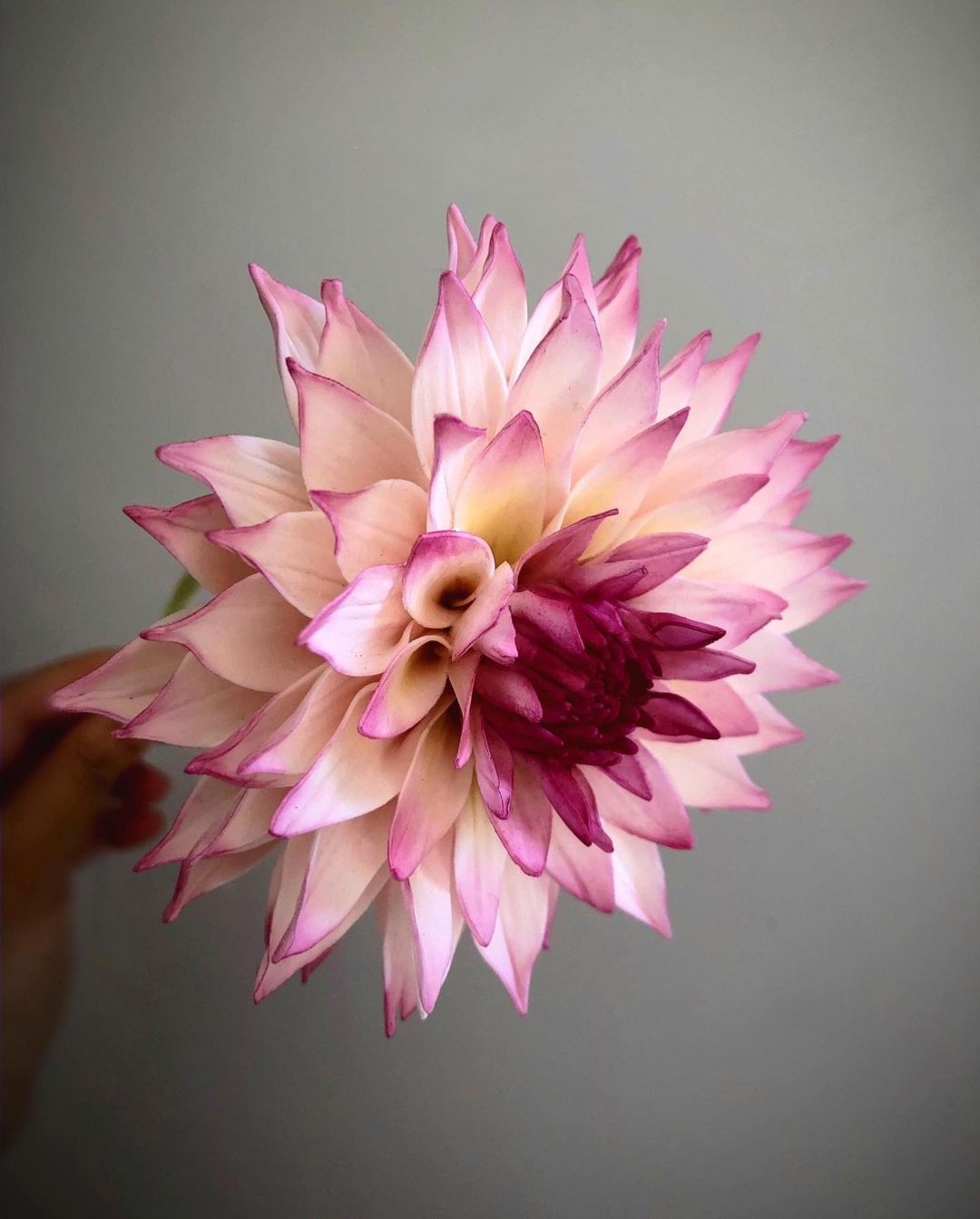 Ultra Realistic Sugar Flowers Michelle Nguyen Dahlia on Thursd