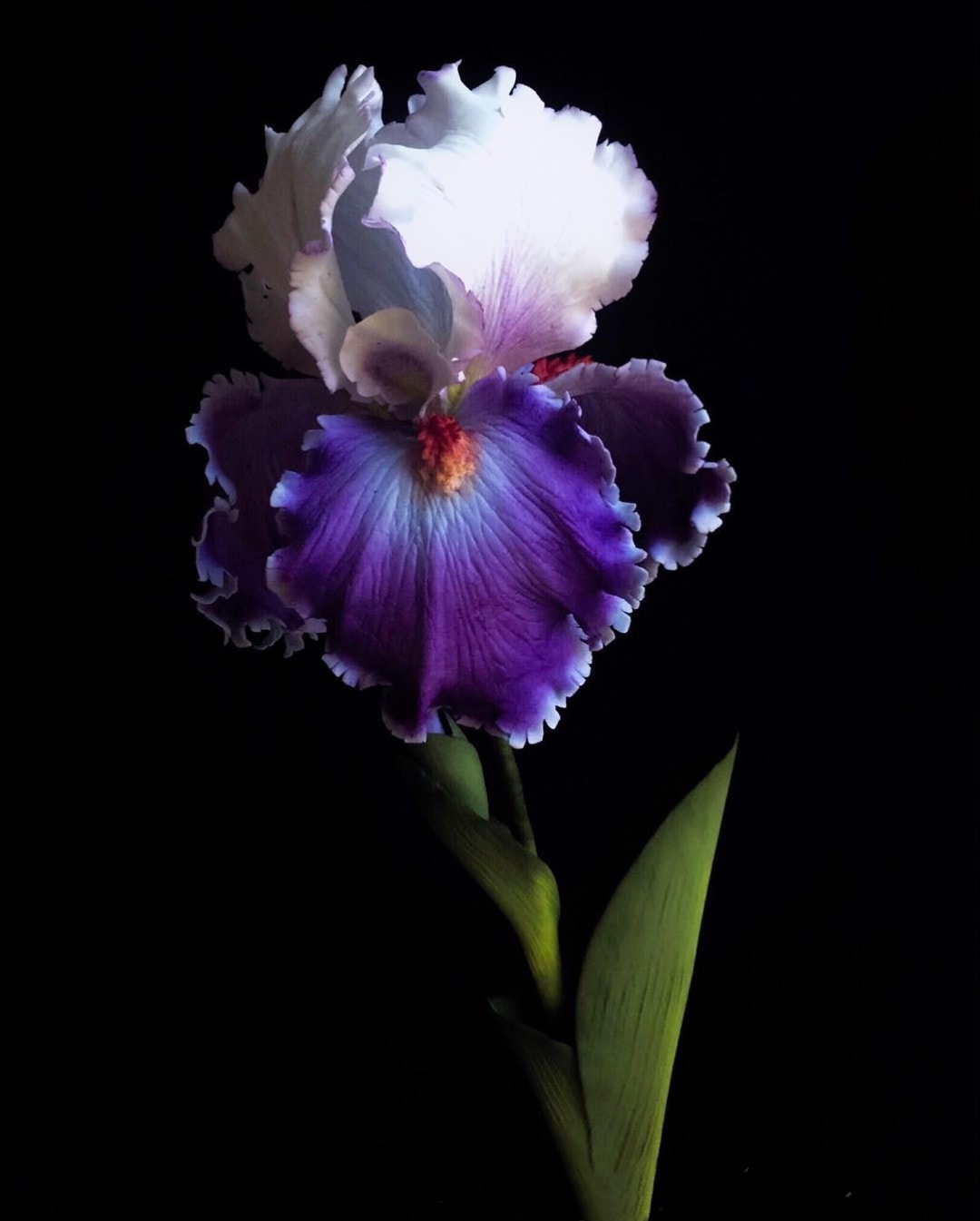 Sugar Flowers Purple Iris on Thursd