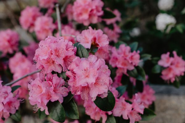 rhododendron parathas