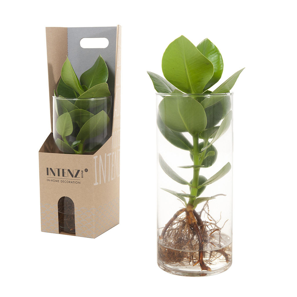 Clusia is the Perfect Hydroponic Houseplant002