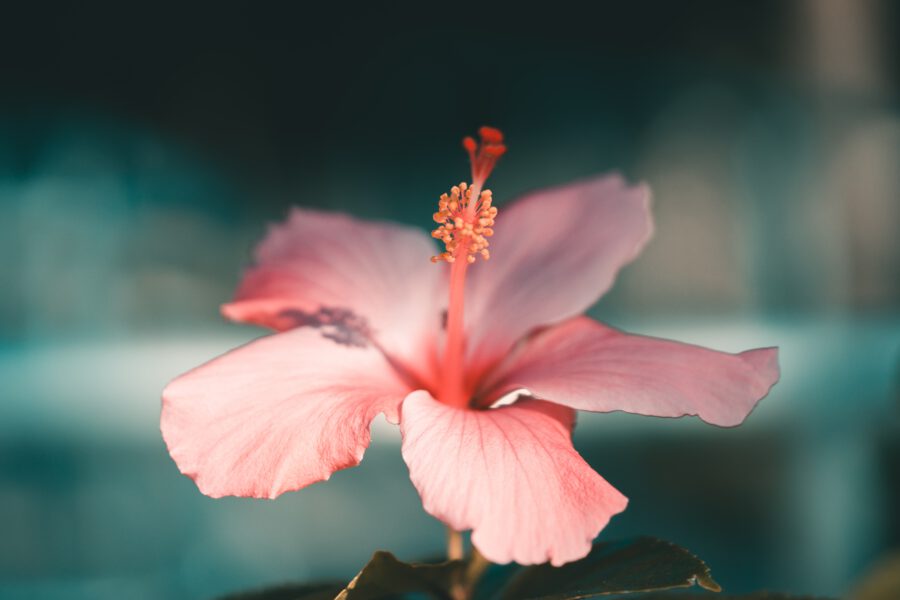 Hibiscus. Image source: John Wilander