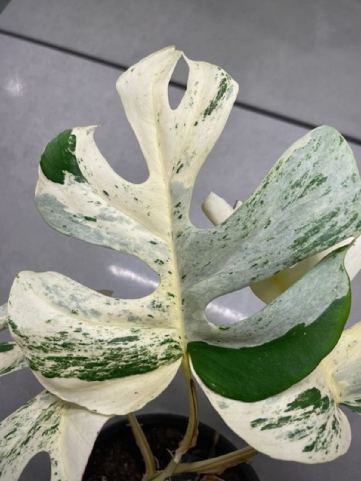 variegated-monstera-minima-rhaphidophora-tetrasperma-on-thursd