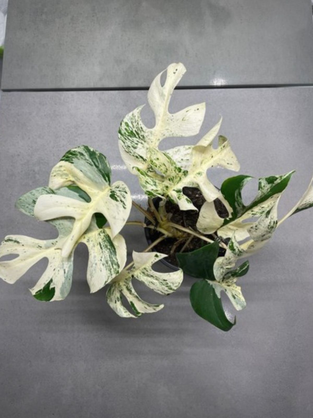 アイボリー×レッド Rhaphidophora tetrasperma variegata | ebrocork.com