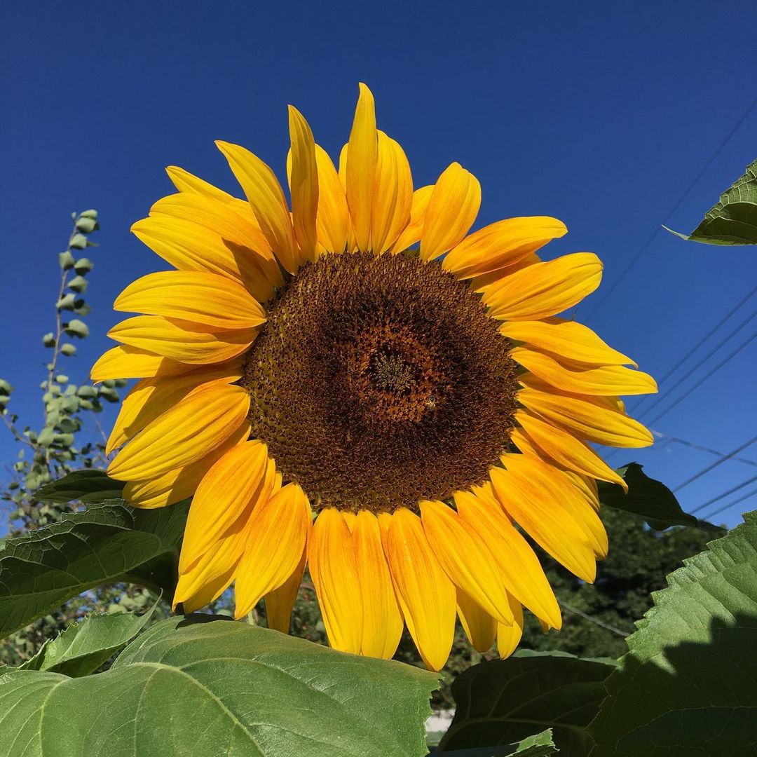 Helianthus Season - Everything You Need to Know About Sunflowers011
