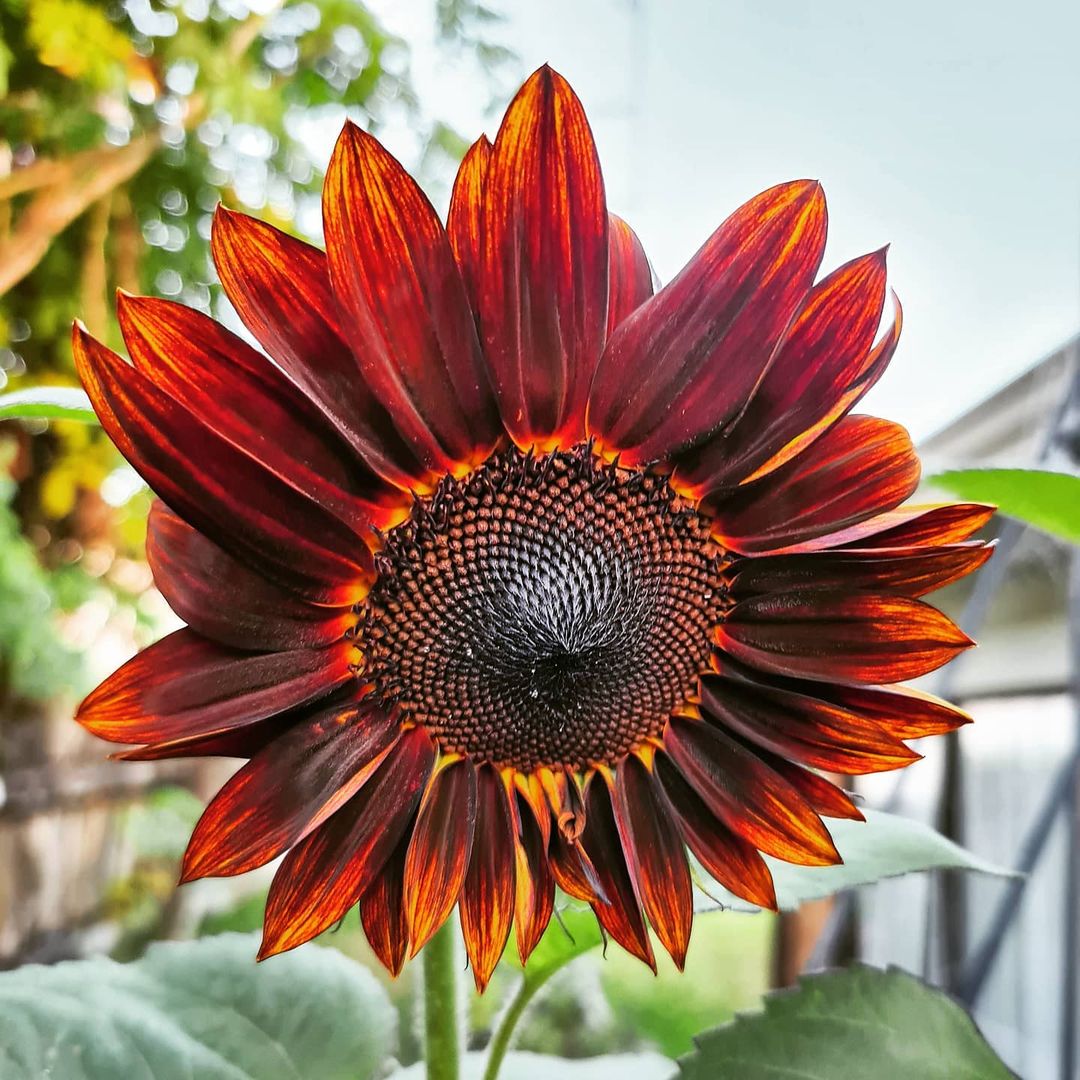Helianthus Season - Everything You Need to Know About Sunflowers012