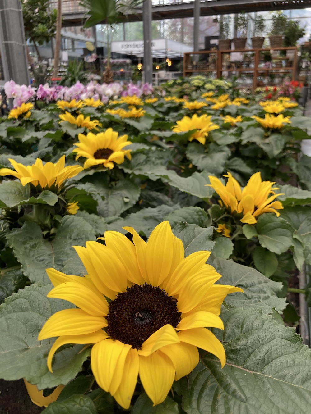 Helianthus Season - Everything You Need to Know About Sunflowers006
