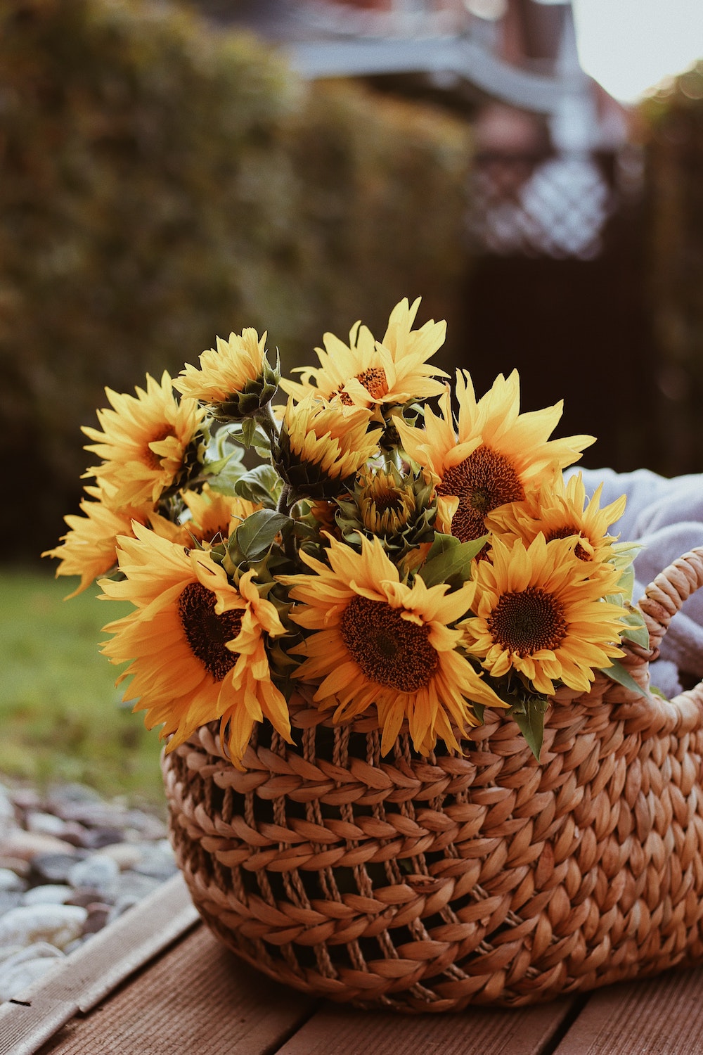 Helianthus Season - Everything You Need to Know About Sunflowers003