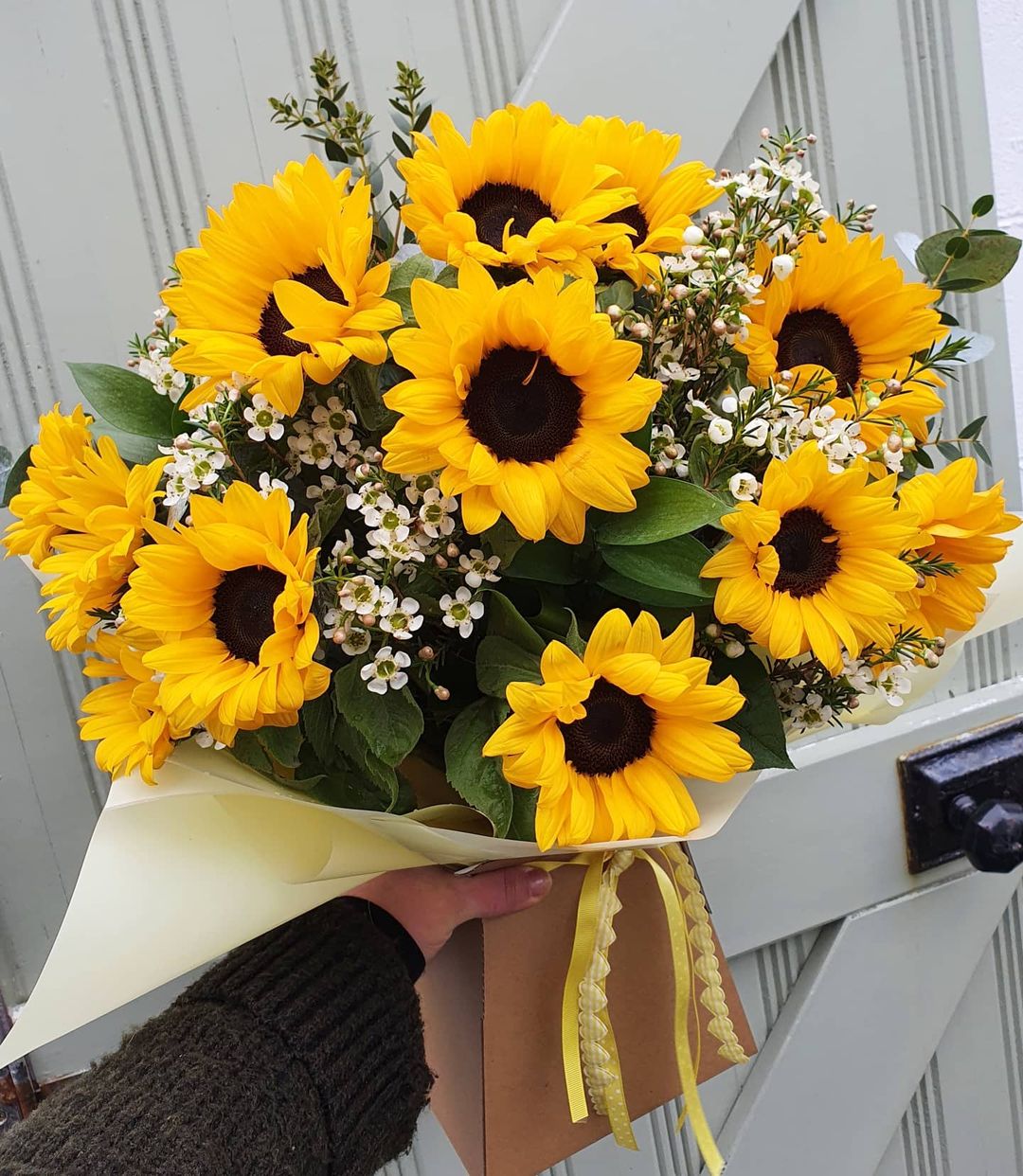 Helianthus Season - Everything You Need to Know About Sunflowers016