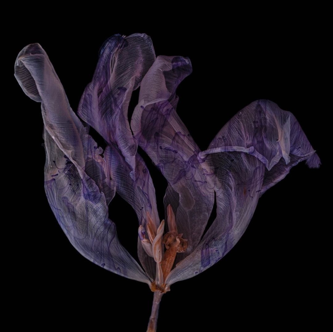 Kathrin Linkersdorff wabi sabi - purple tulip - on thursd
