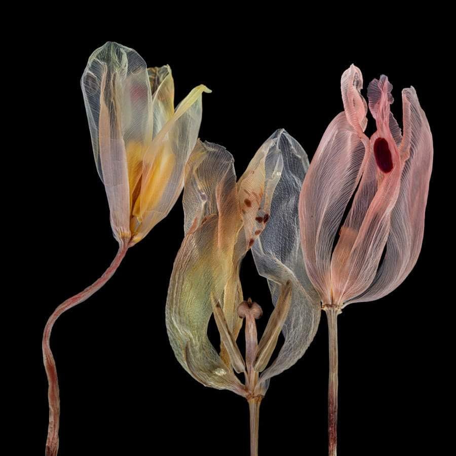 Kathrin Linkersdorff wabi sabi - tulips - on thursd