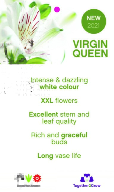 Virgin Queen Alstroemeria Royal van Zanten flower card front back