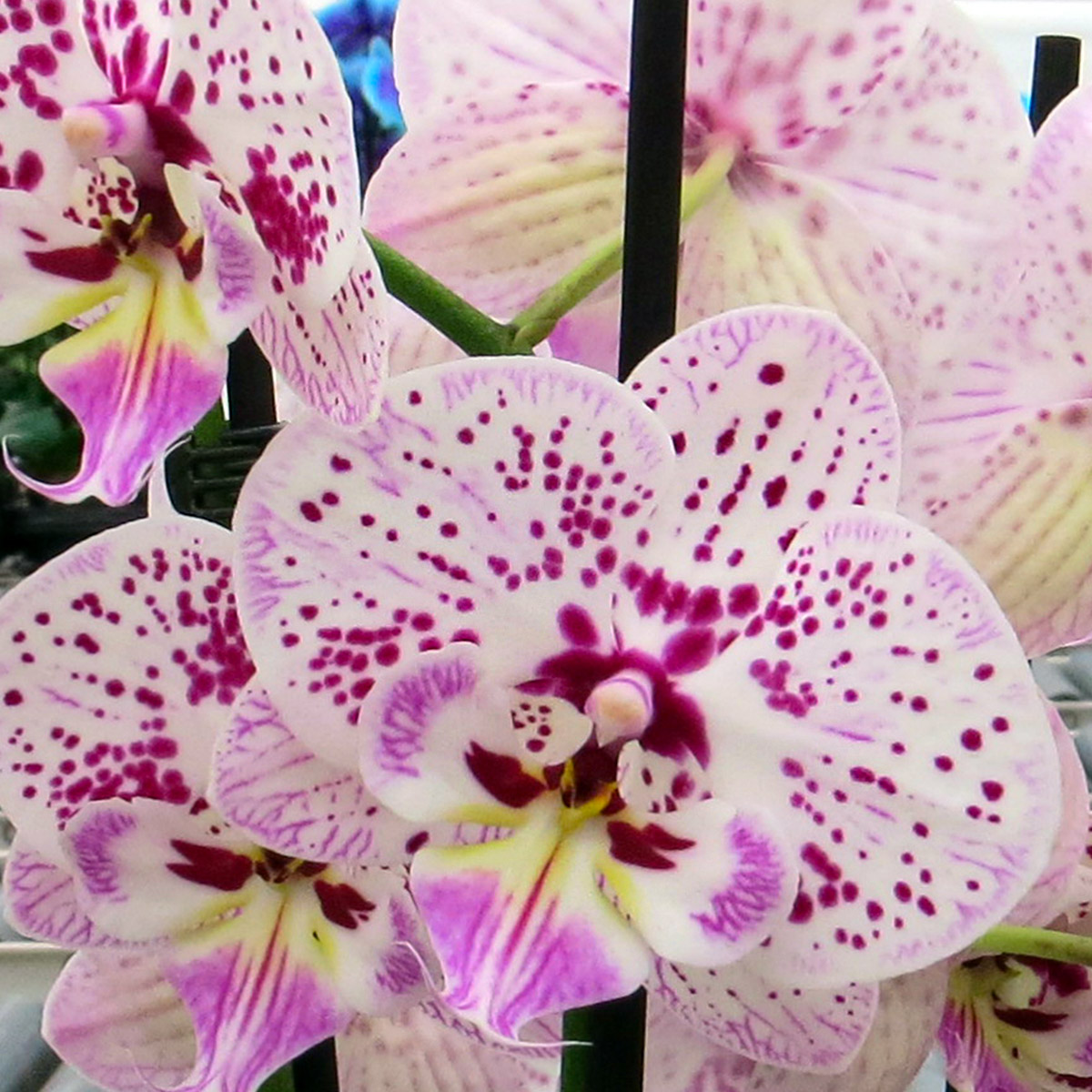 The Unique, Innovative Phalaenopsis from VG Orchids 11