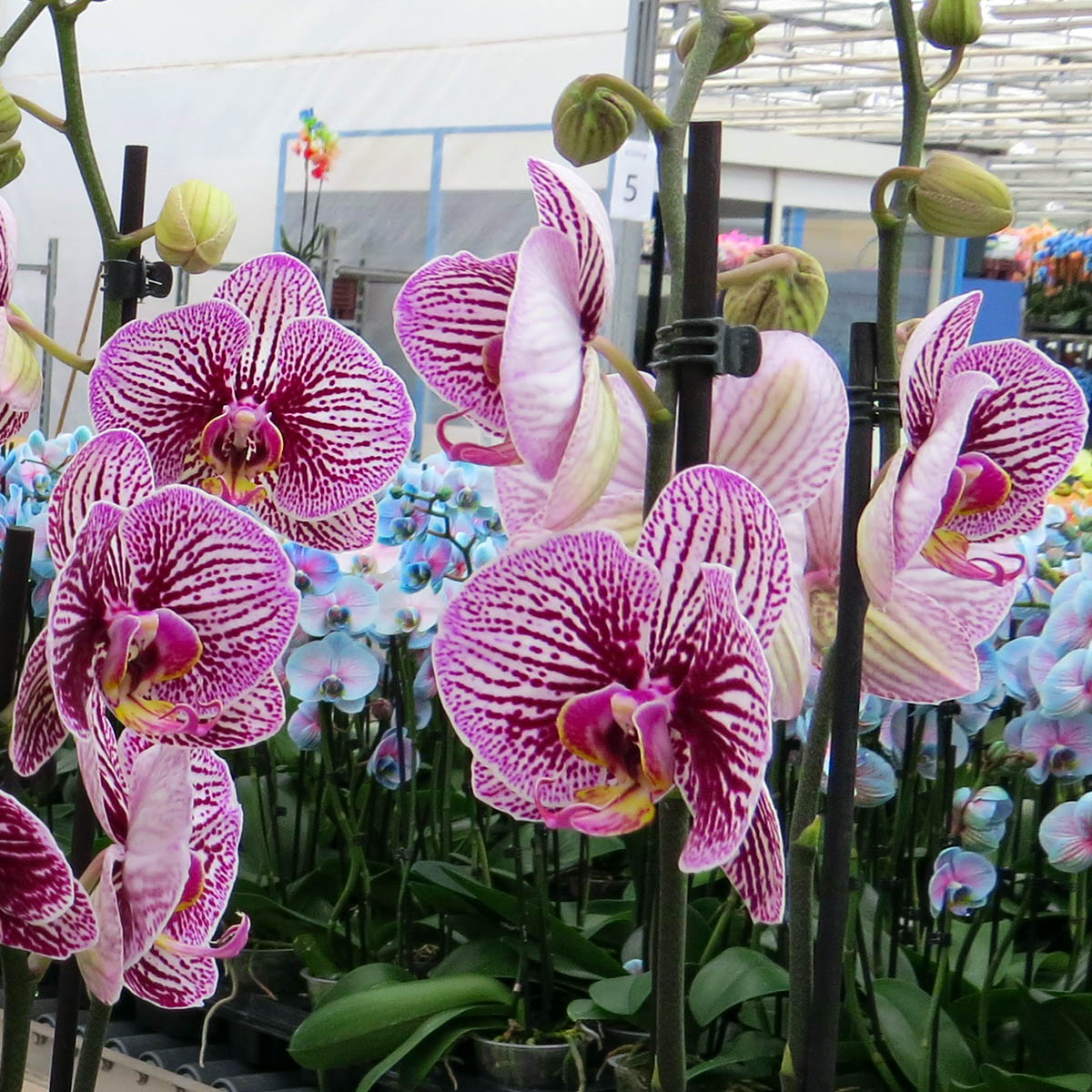 The Unique, Innovative Phalaenopsis from VG Orchids 12