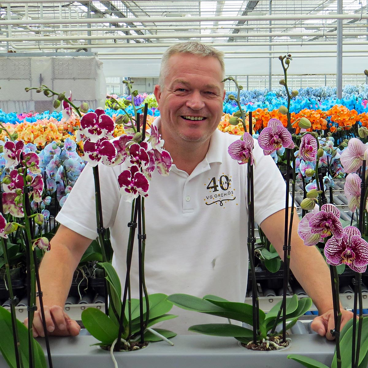 The Unique, Innovative Phalaenopsis from VG Orchids 01