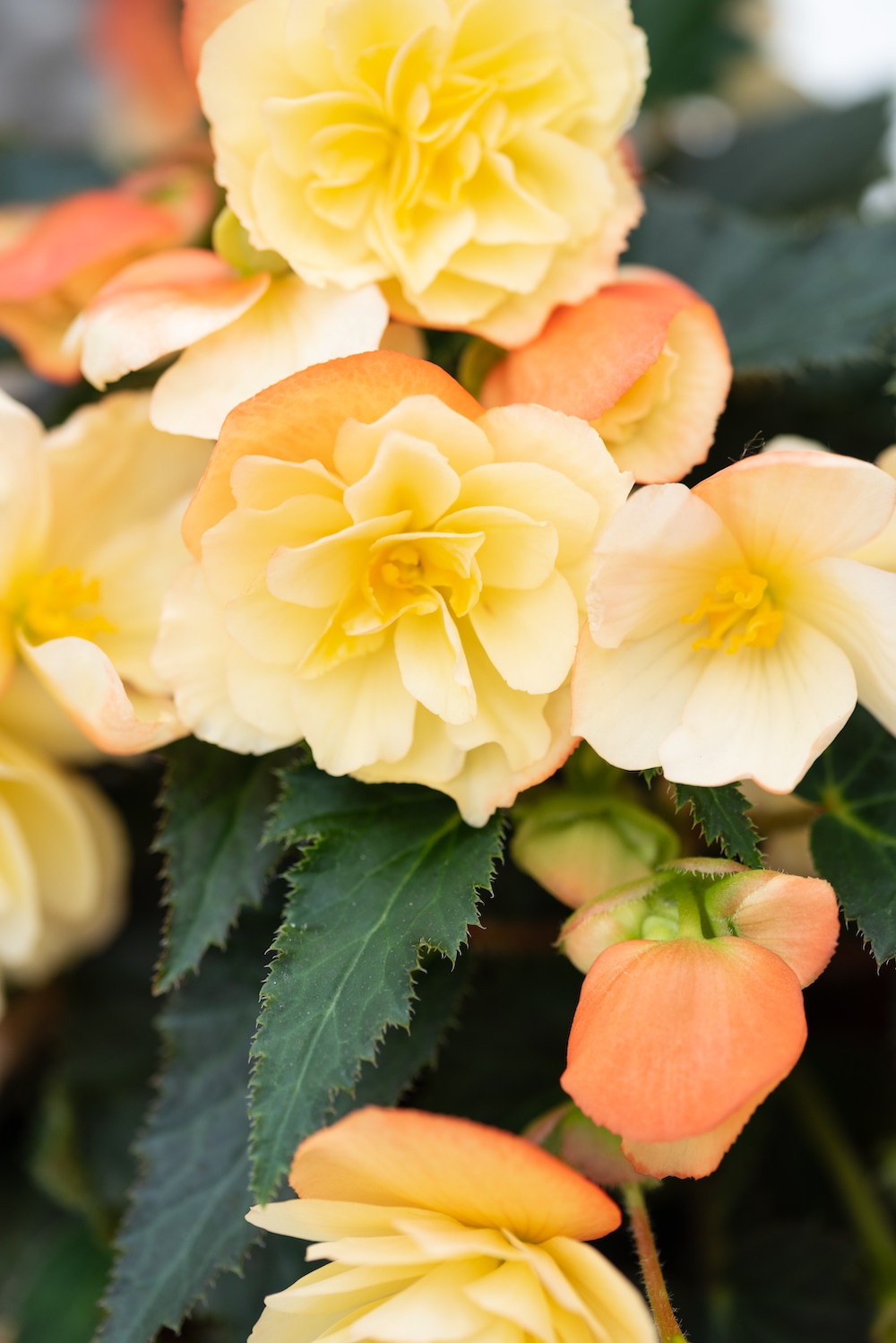 Prize-Winning Aroma Peach Begonia From the I'CONIA Series003