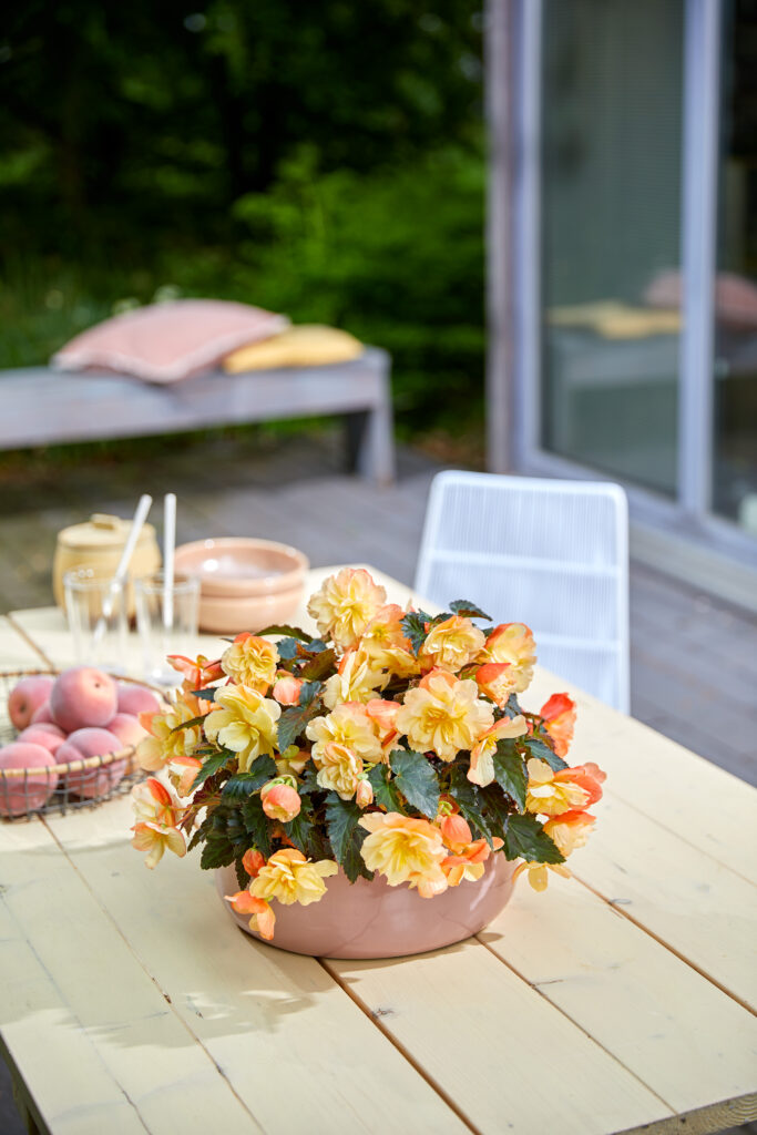 Prize-Winning Aroma Peach Begonia From the I'CONIA Series009